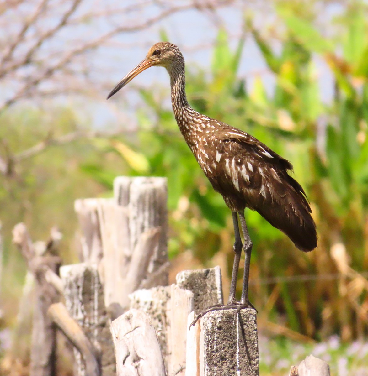 Limpkin - ML636752157