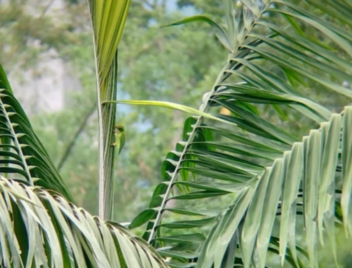 Philippine Hanging-Parrot - ML636752173
