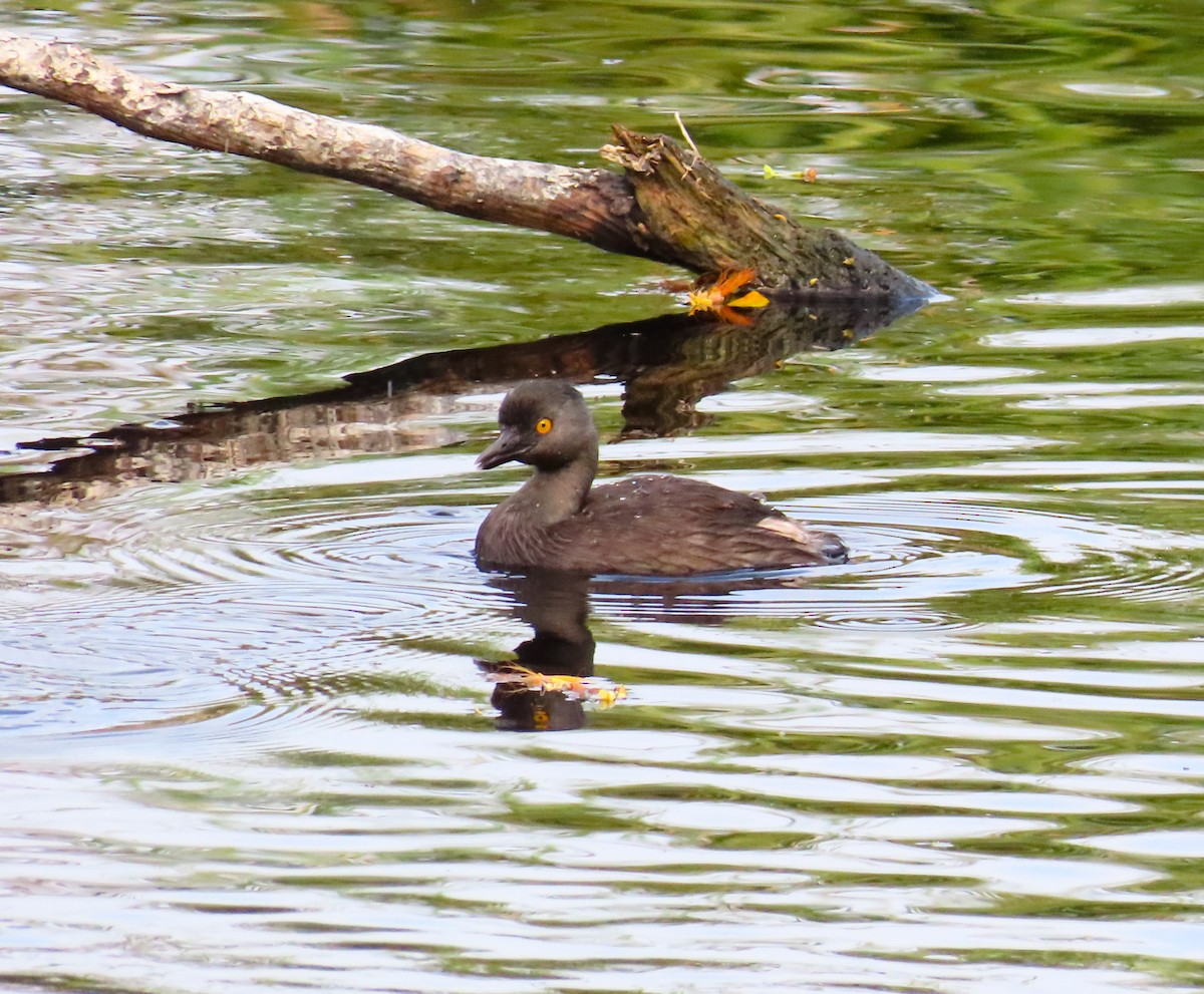 Least Grebe - ML636752184