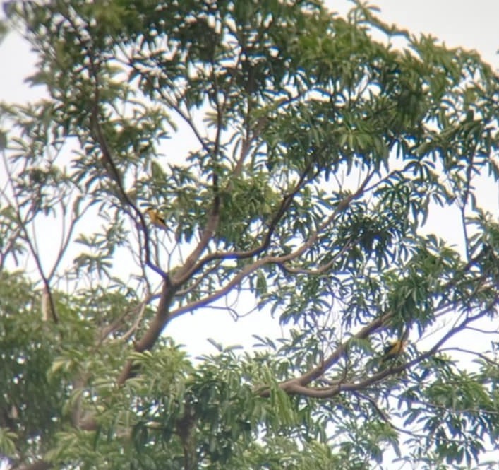 Black-naped Oriole - ML636752207