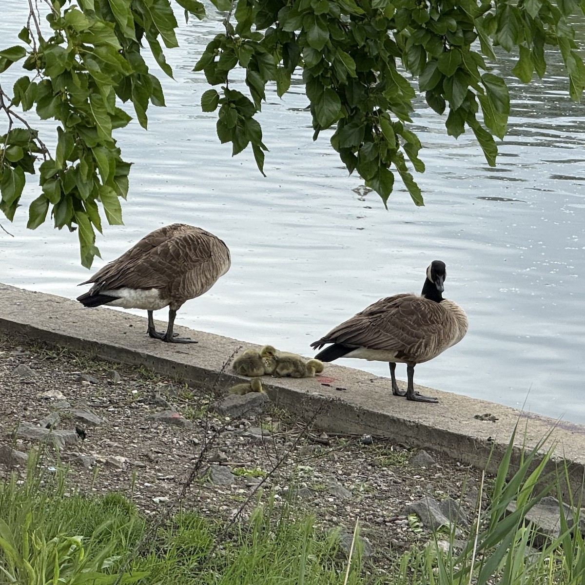Canada Goose - ML636752270