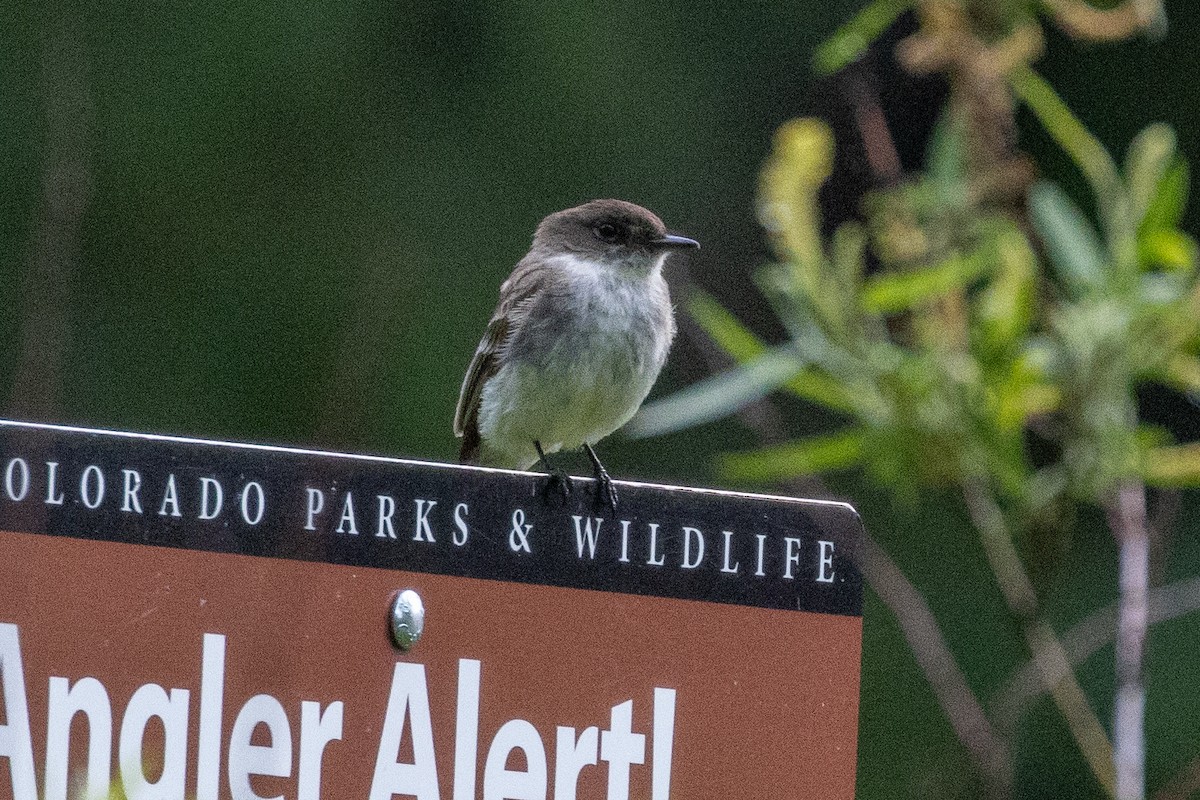 Eastern Phoebe - ML636752335
