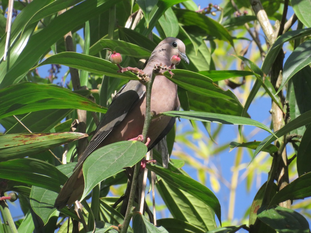 Eared Dove - ML636752338