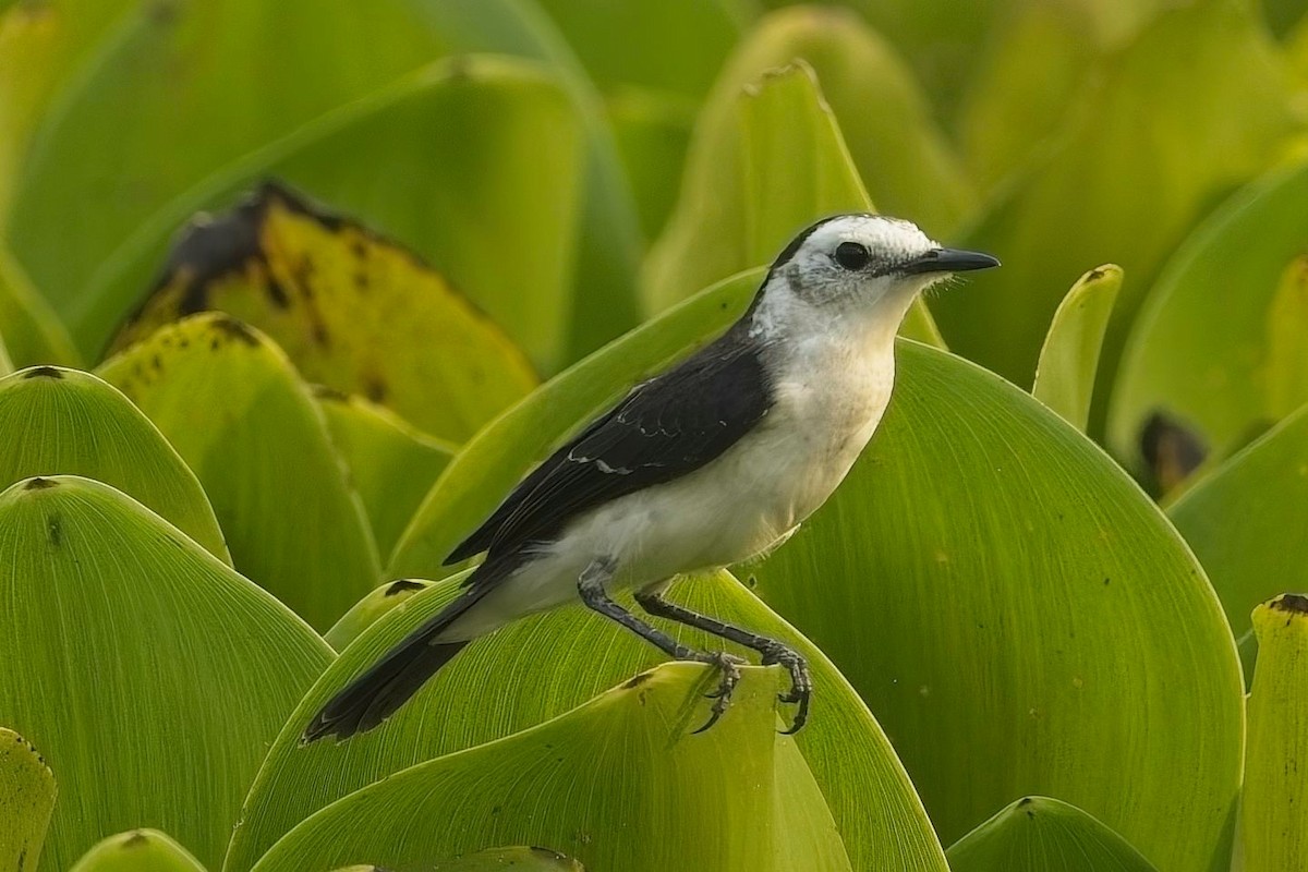 Black-backed Water-Tyrant - ML636752348