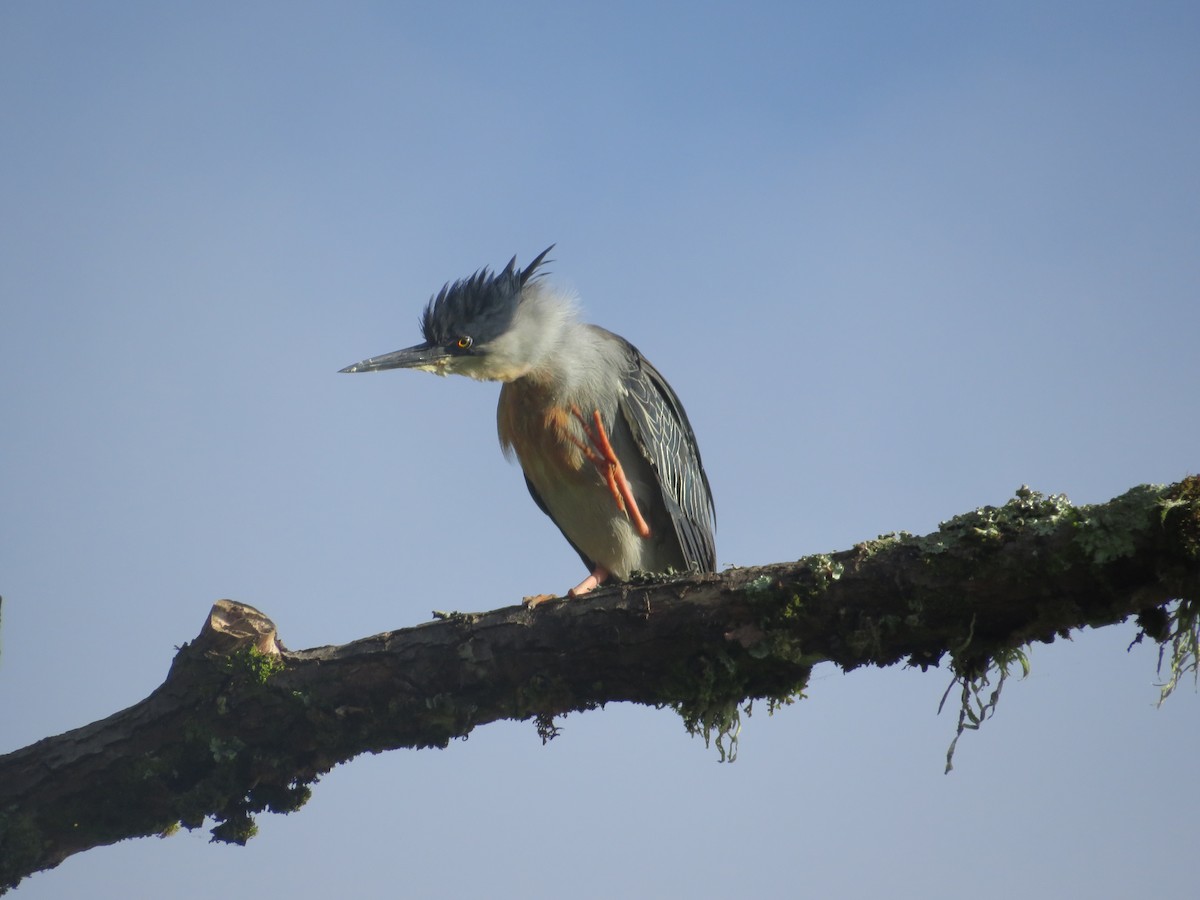 Striated Heron - ML636752418