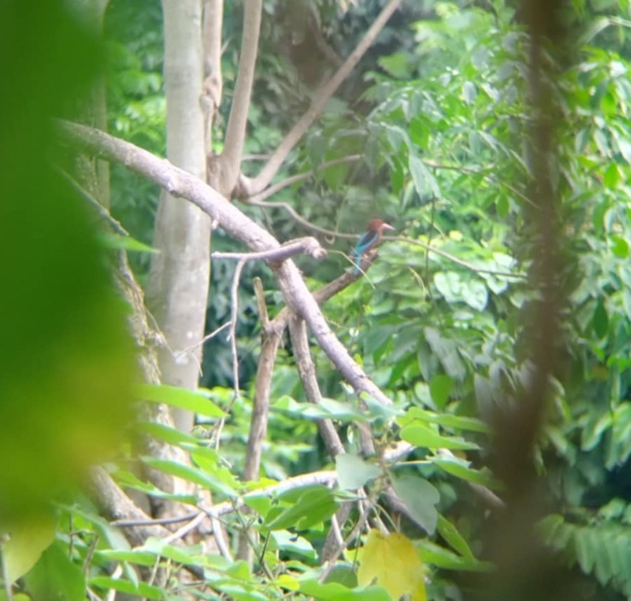 Brown-breasted Kingfisher - ML636752453