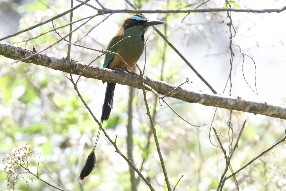 Turquoise-browed Motmot - ML636752556