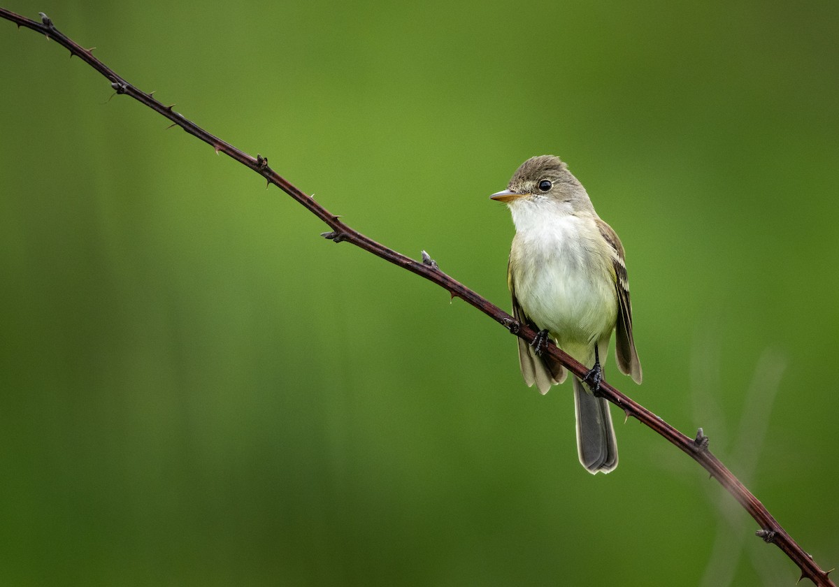 Willow Flycatcher - ML636752566