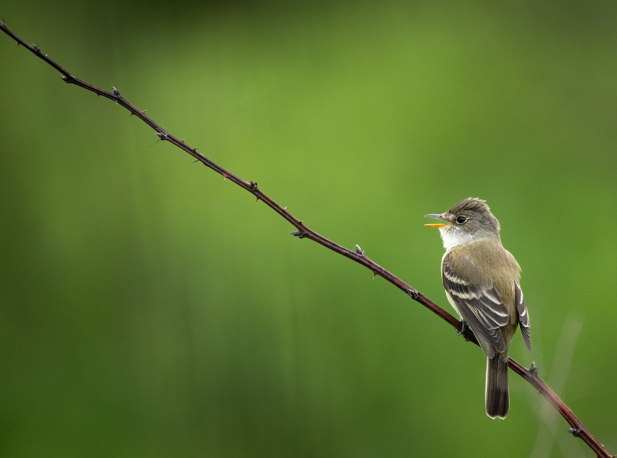Willow Flycatcher - ML636752567