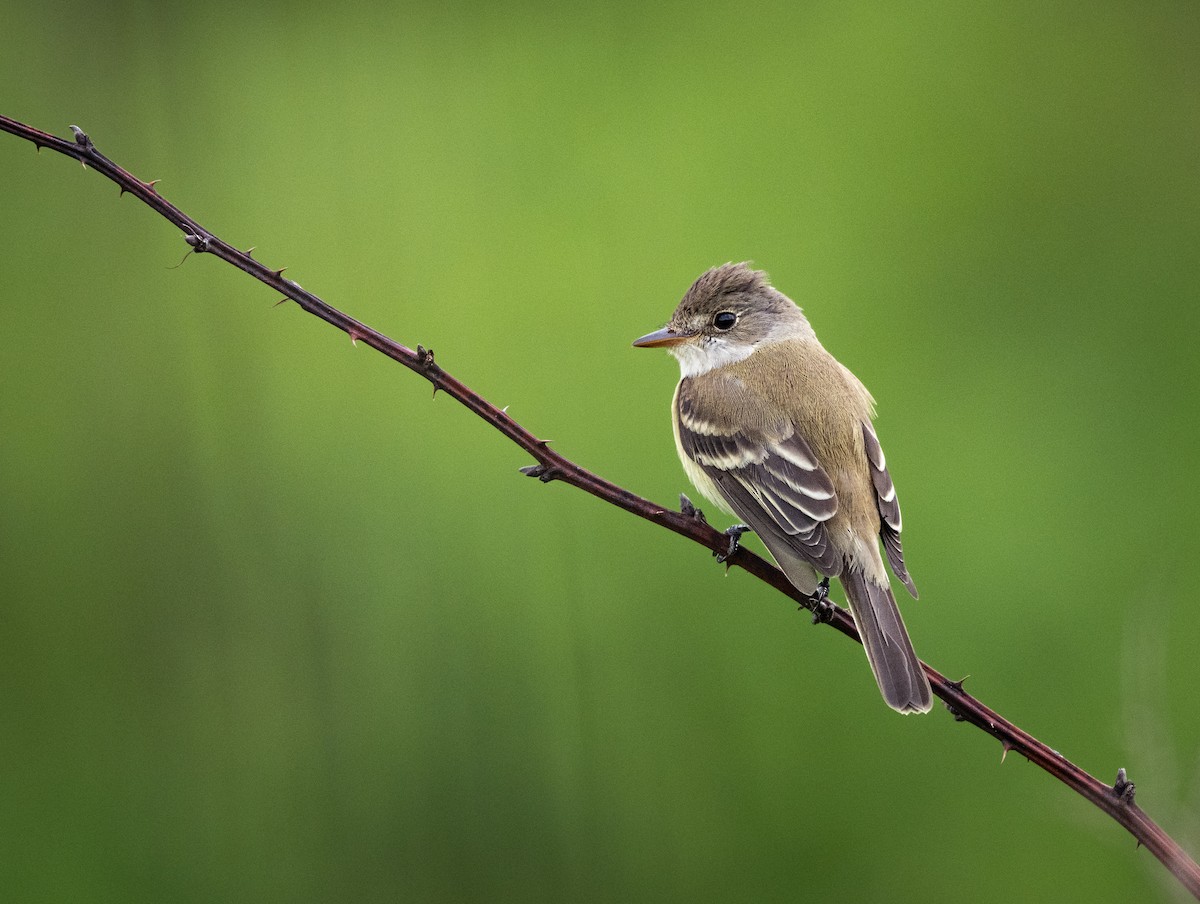 Willow Flycatcher - ML636752568