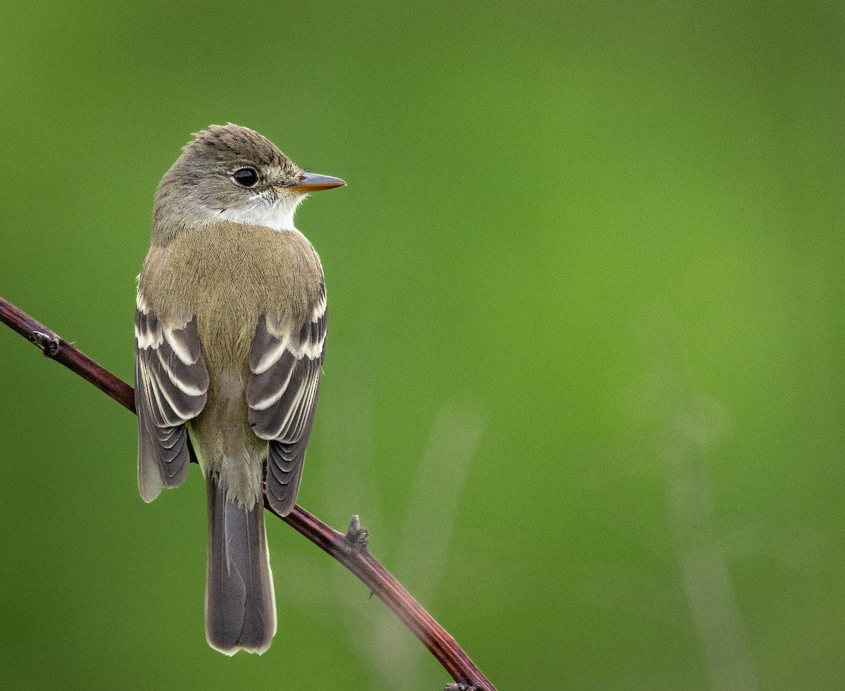 Willow Flycatcher - ML636752569