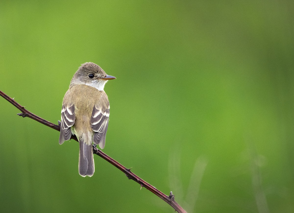 Willow Flycatcher - ML636752570