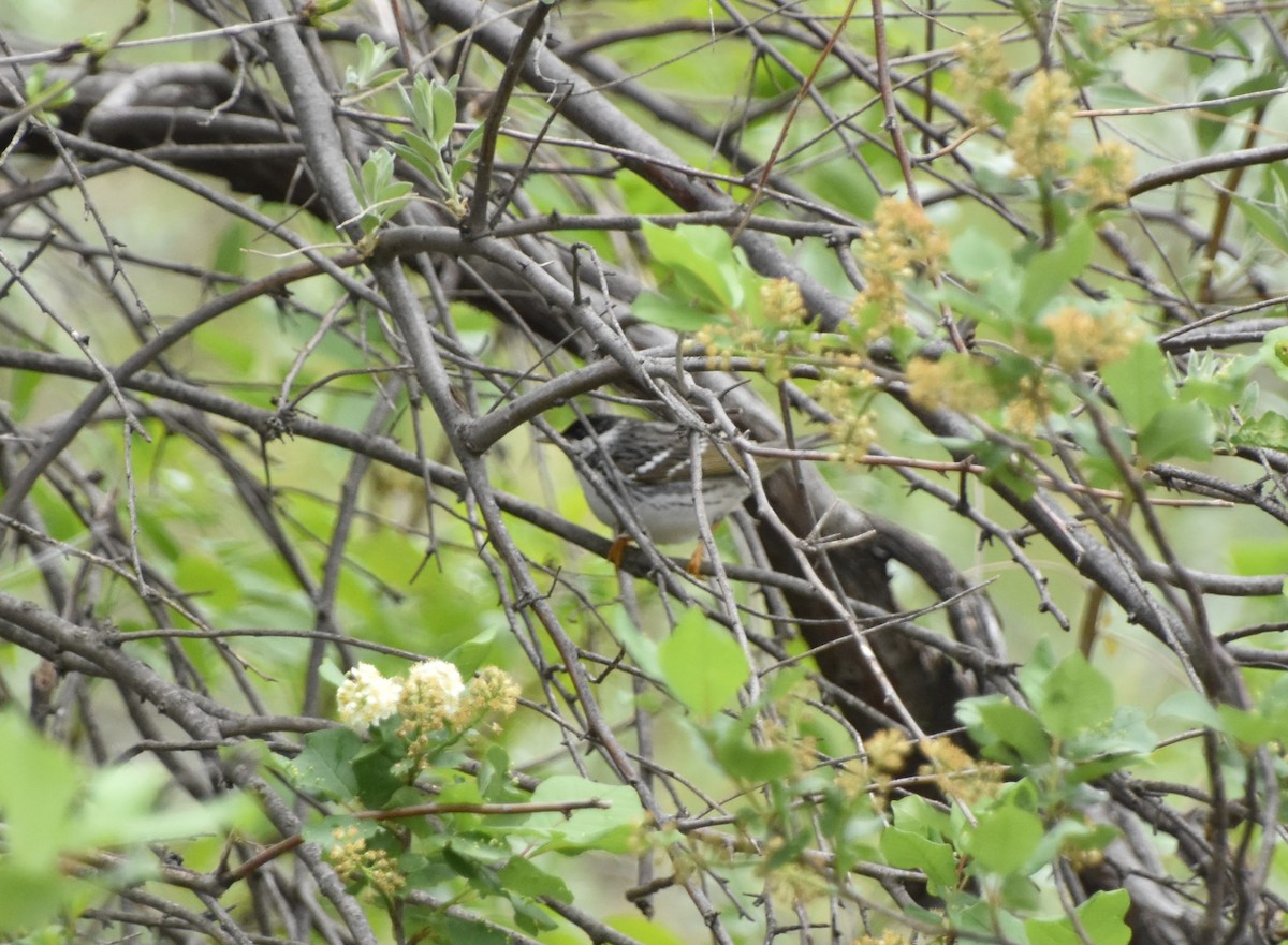 Blackpoll Warbler - ML636752571