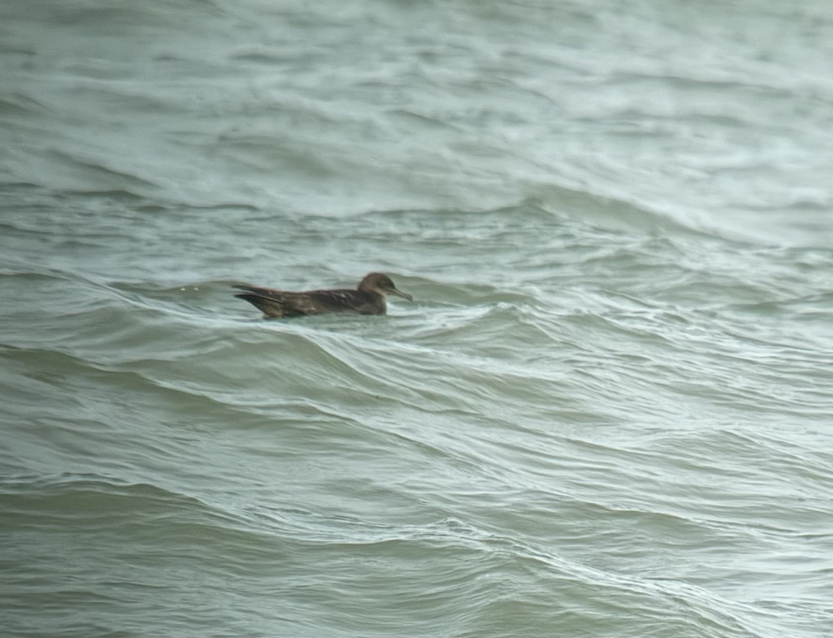 Sooty Shearwater - ML636752582