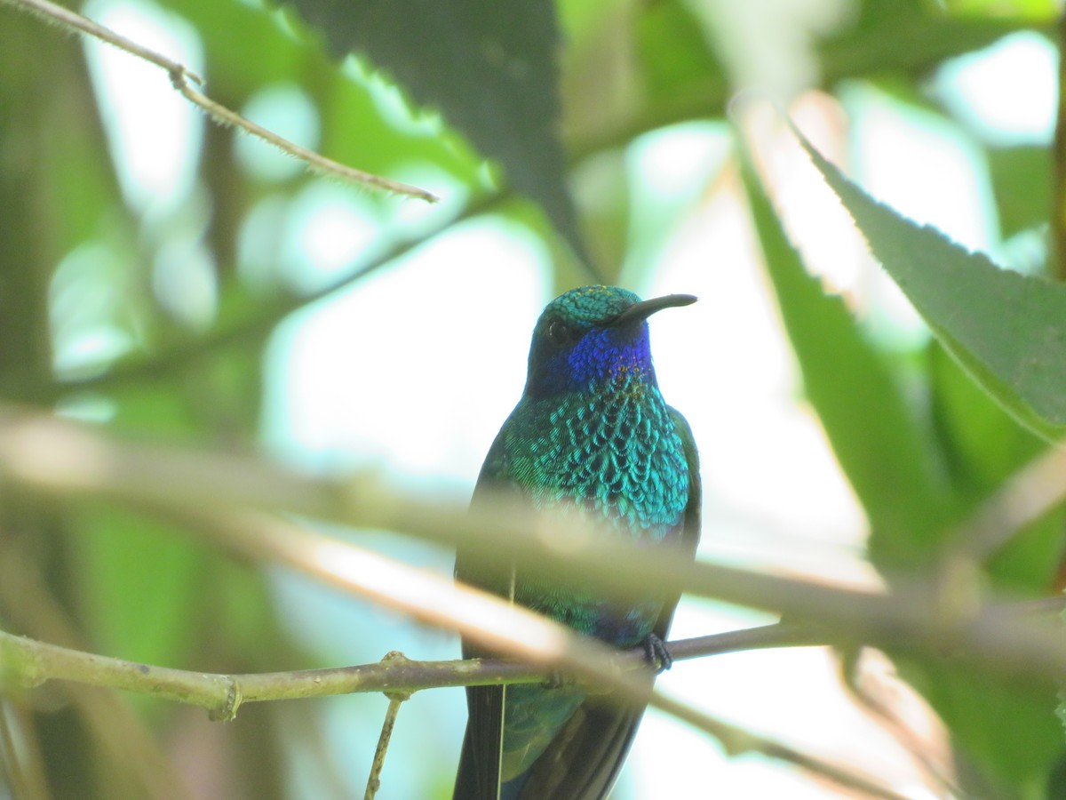 Sparkling Violetear - ML636752586