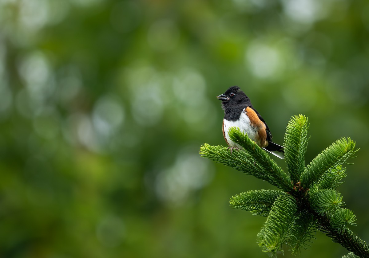 Eastern Towhee - ML636752587