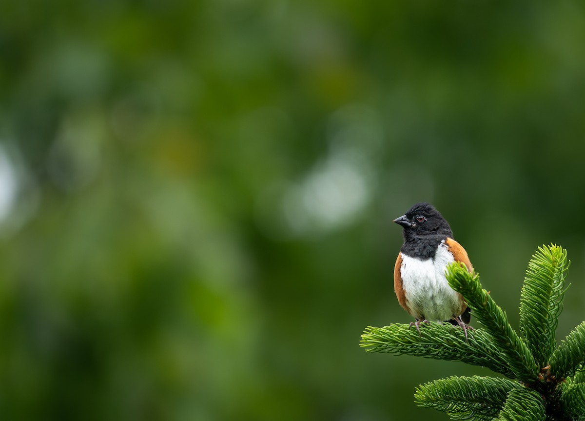 Eastern Towhee - ML636752588
