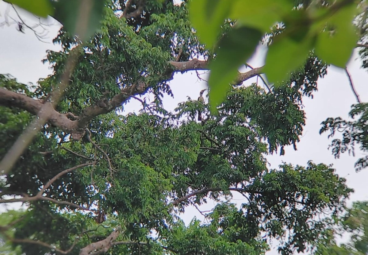 Luzon Hornbill - ML636752601