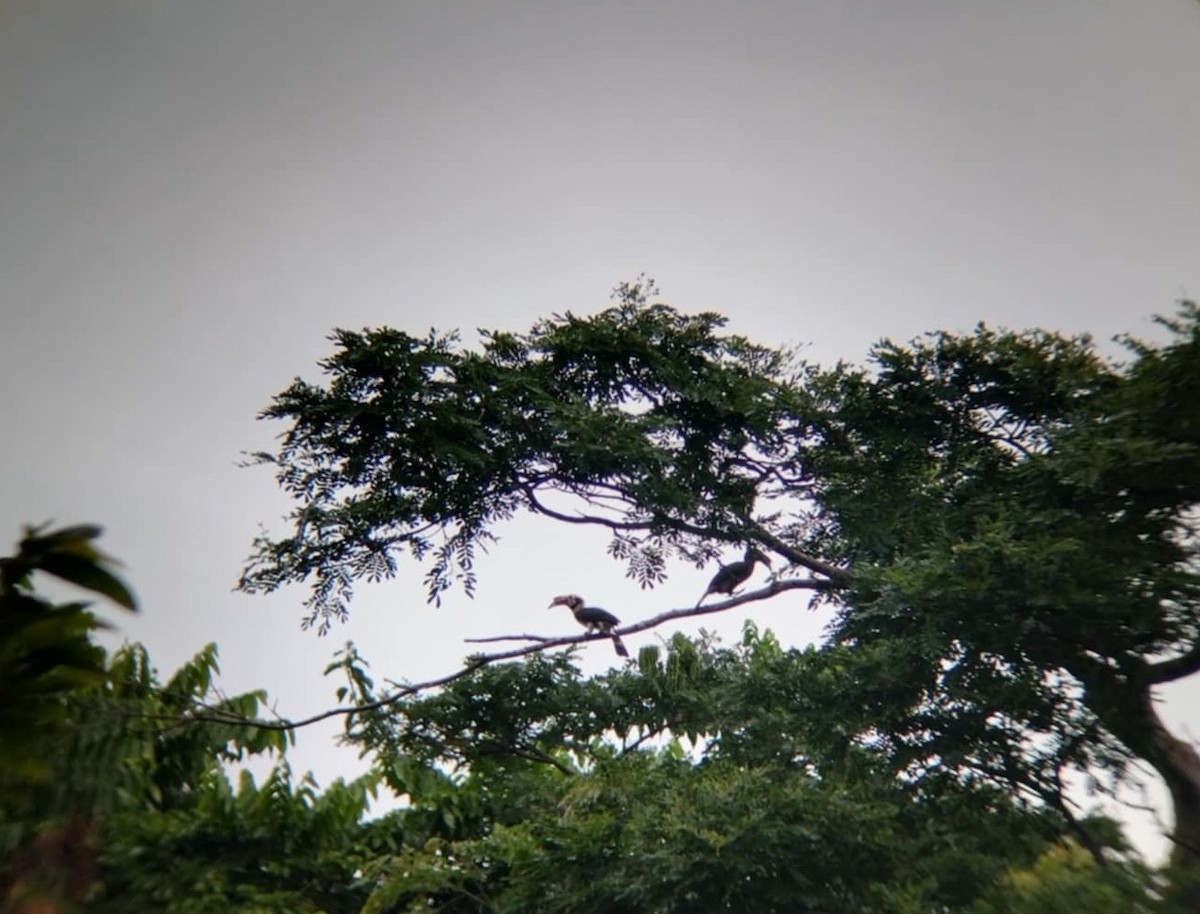 Luzon Hornbill - ML636752602