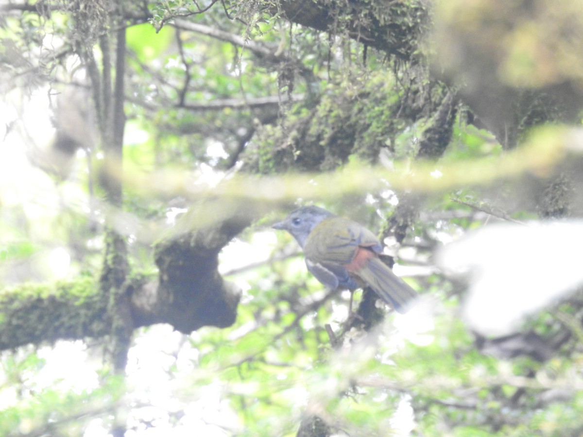 Black-headed Shrike-Babbler - ML636752606