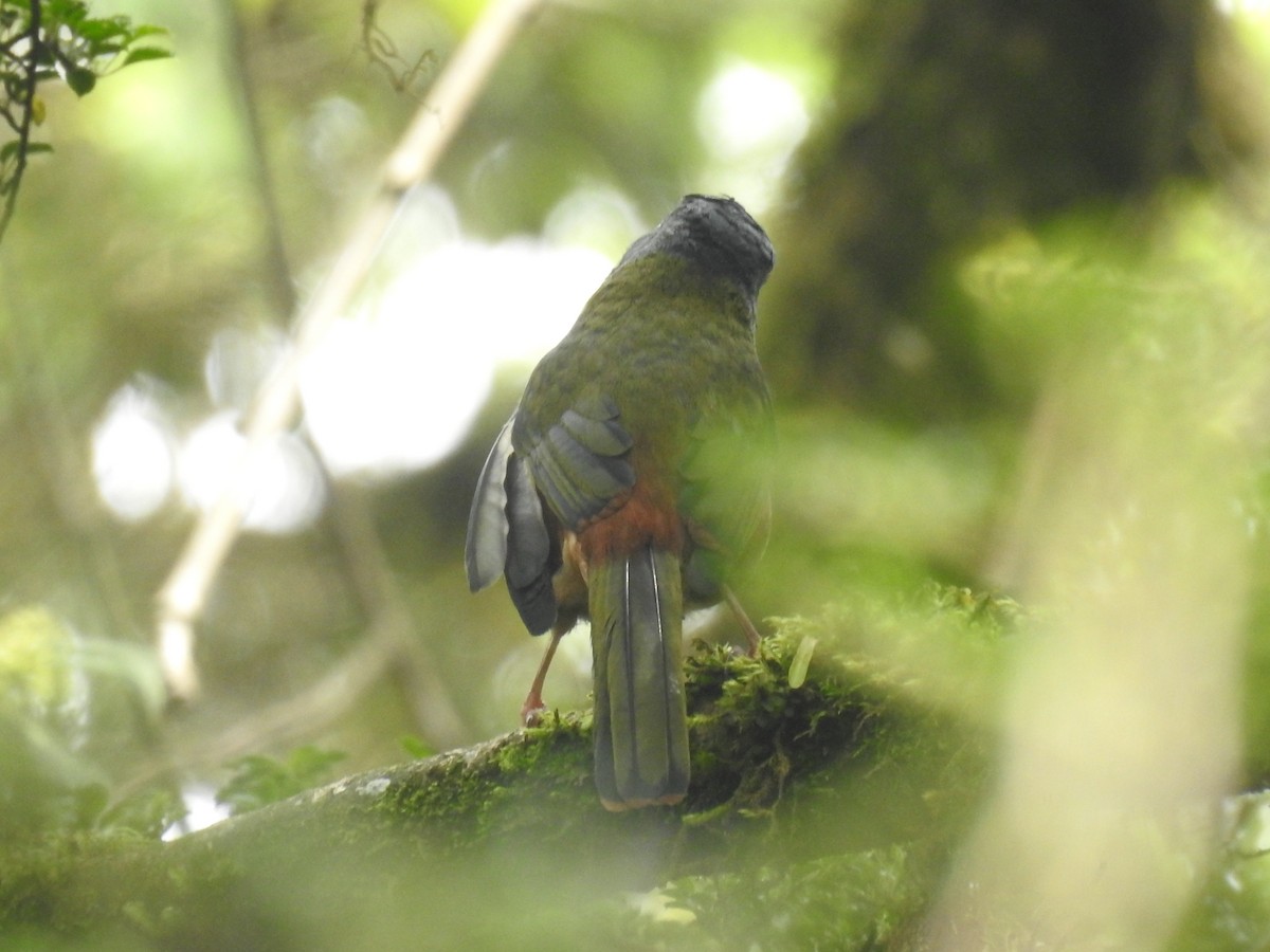 Black-headed Shrike-Babbler - ML636752607