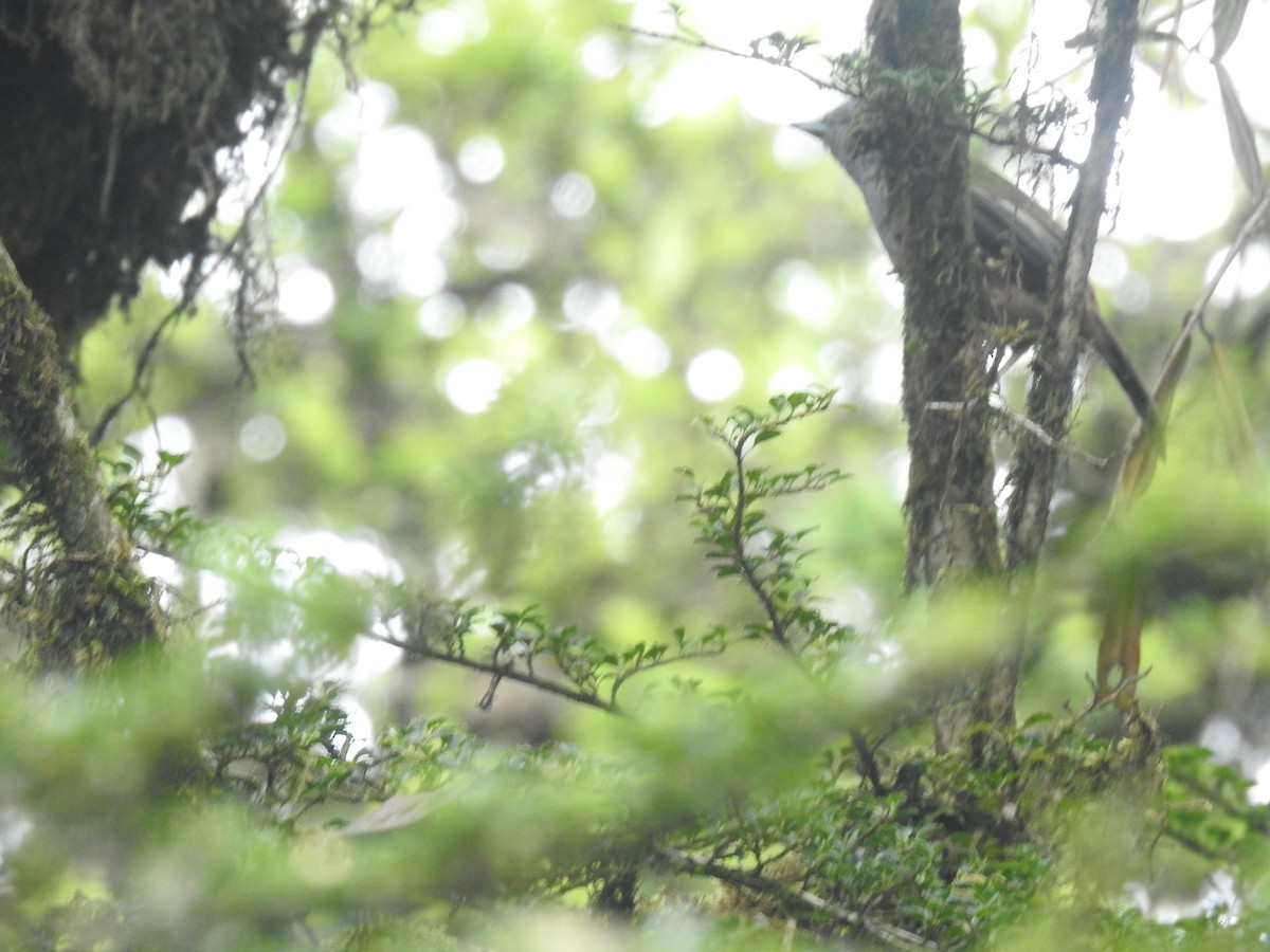 Black-headed Shrike-Babbler - ML636752608