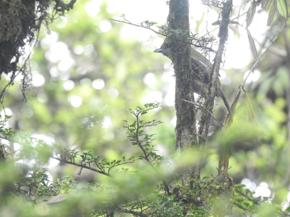 Black-headed Shrike-Babbler - ML636752609