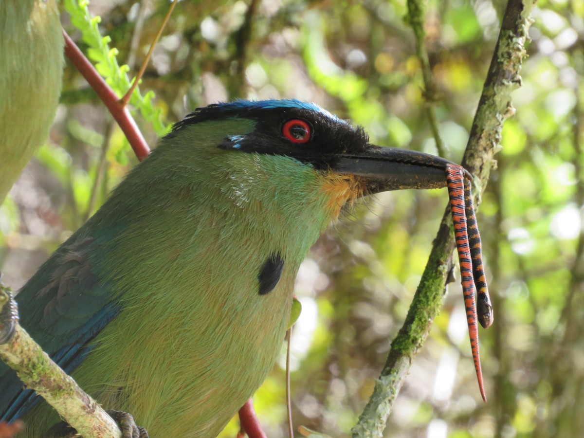 Andean Motmot - ML636752629