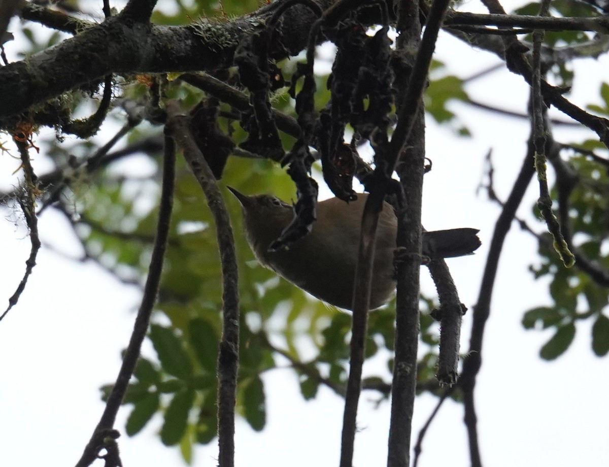 Mountain Wren - ML636752658