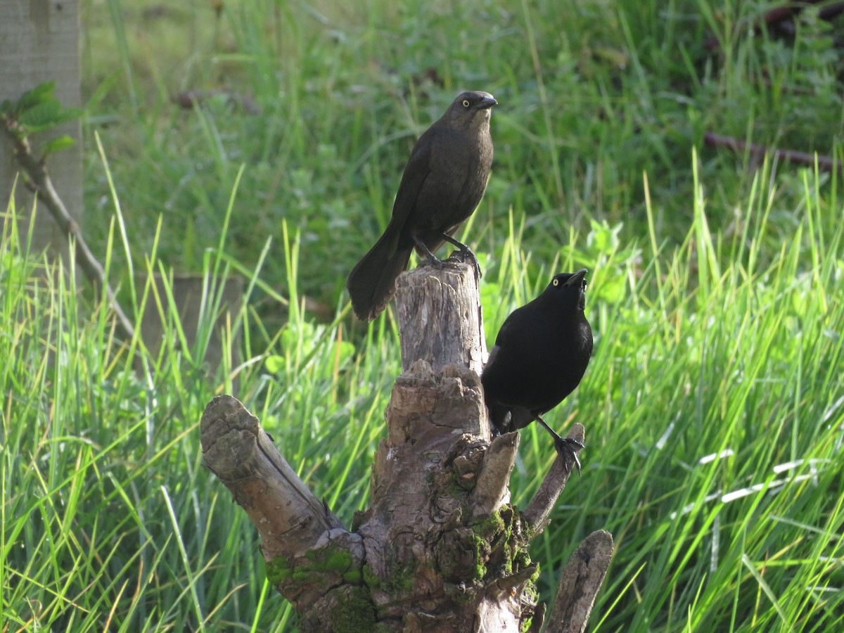 Carib Grackle - ML636752683