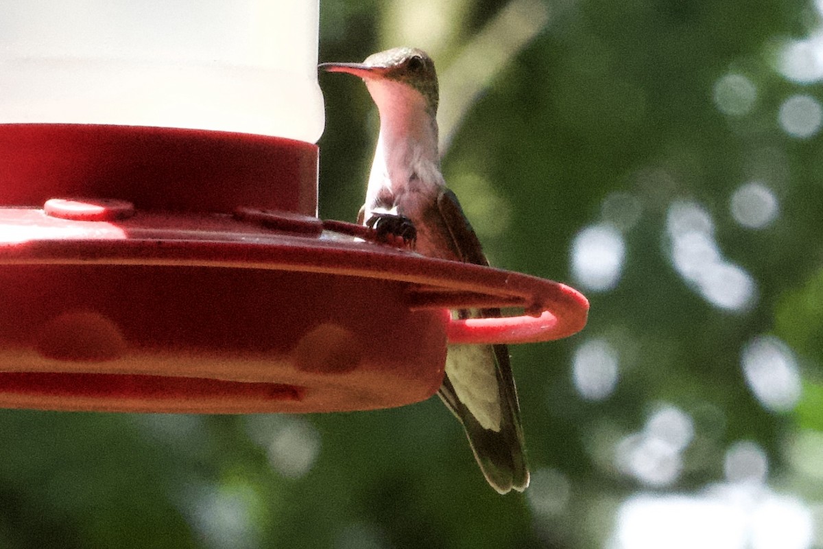White-bellied Emerald - ML636752719