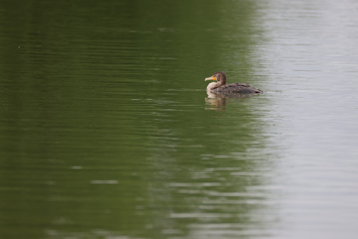 Double-crested Cormorant - ML636752793