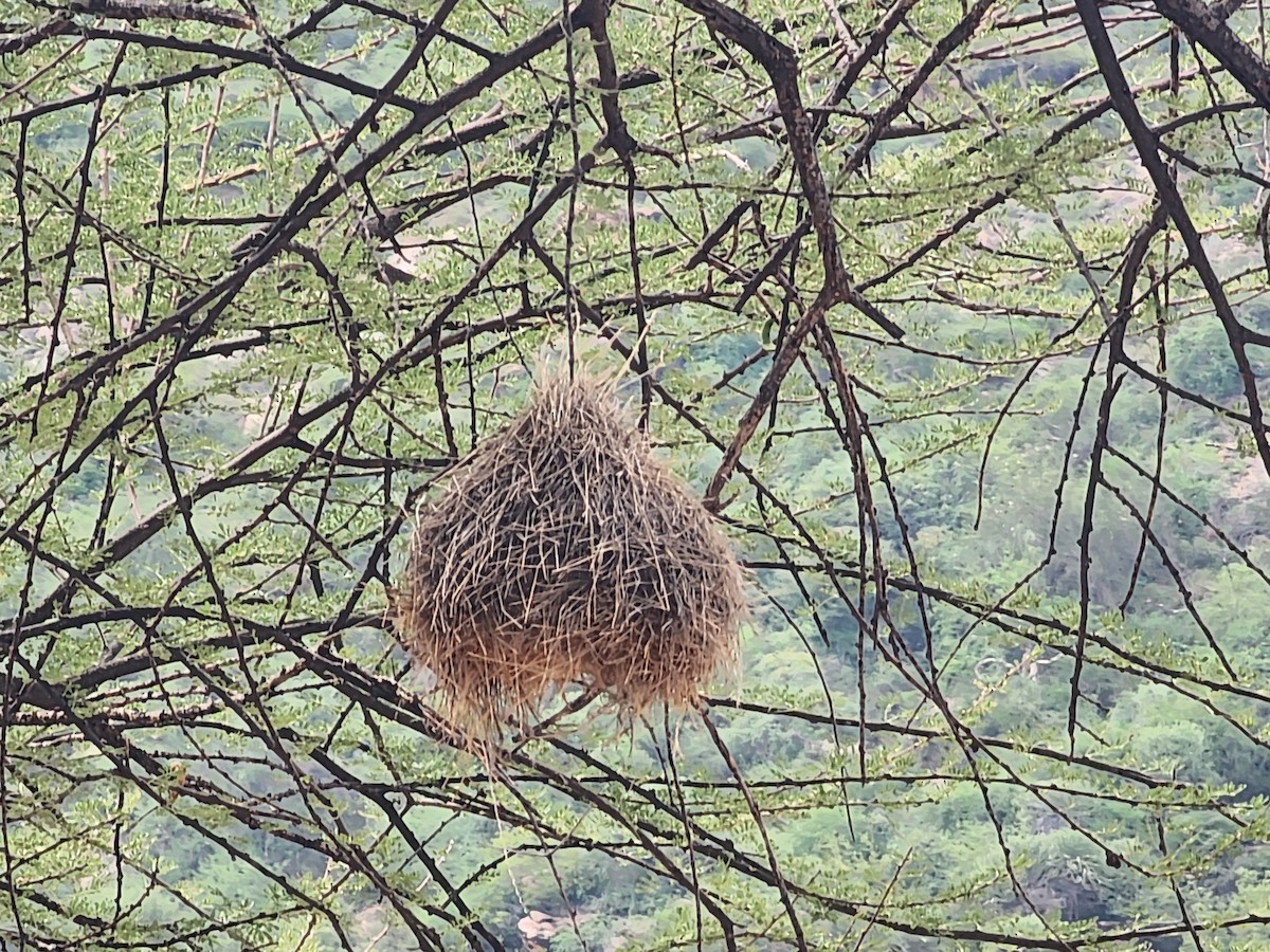 Black-capped Social-Weaver - ML636752904