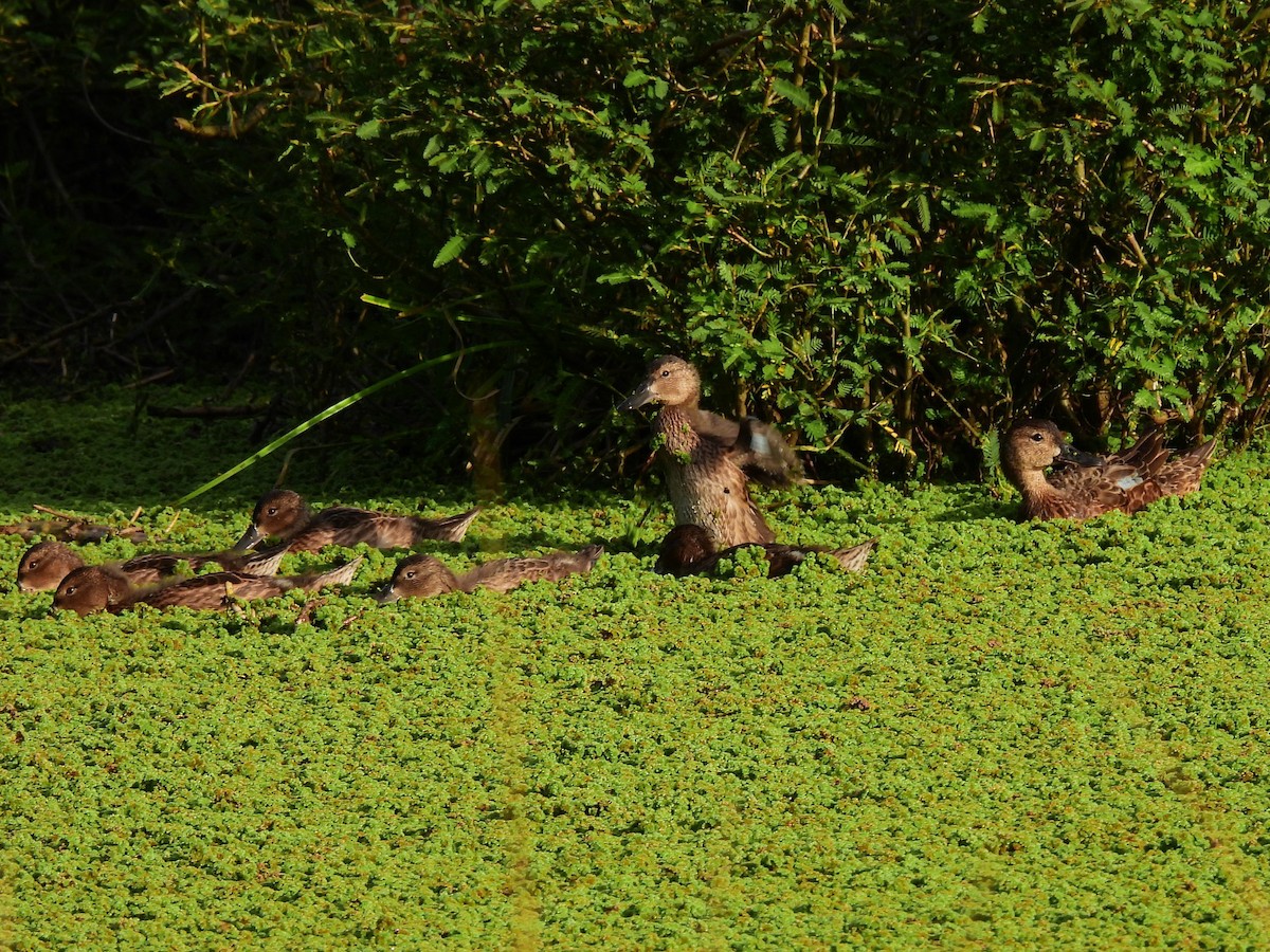 Чирянка руда - ML636752947