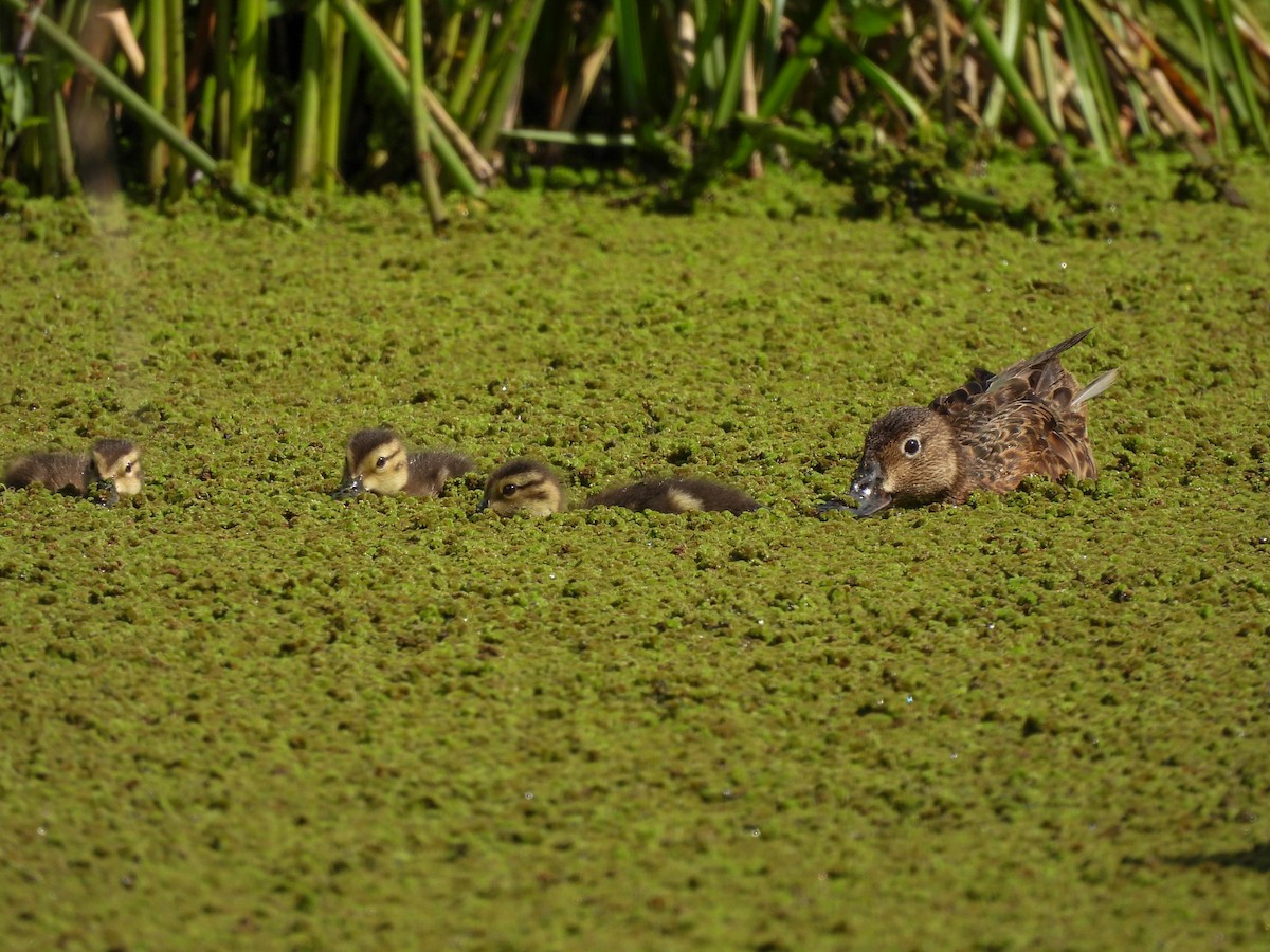 Чирянка руда - ML636752948