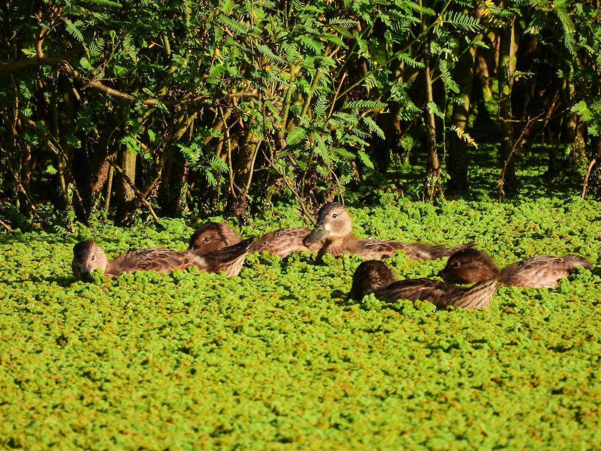 Чирянка руда - ML636752950