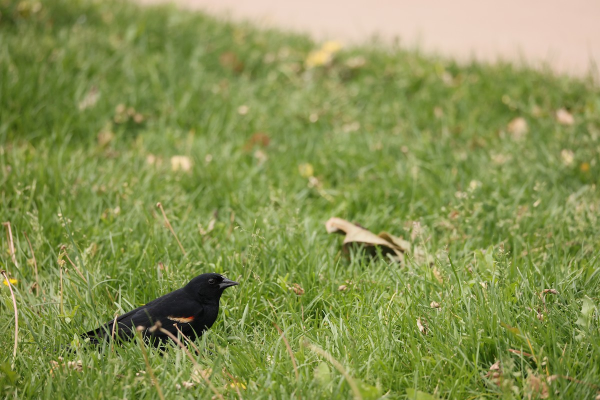 Red-winged Blackbird - ML636752962