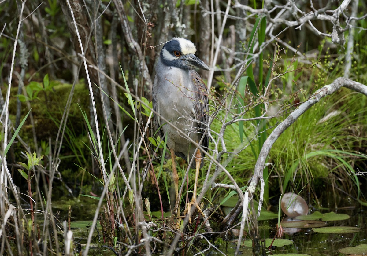 gulkronehegre - ML636752966