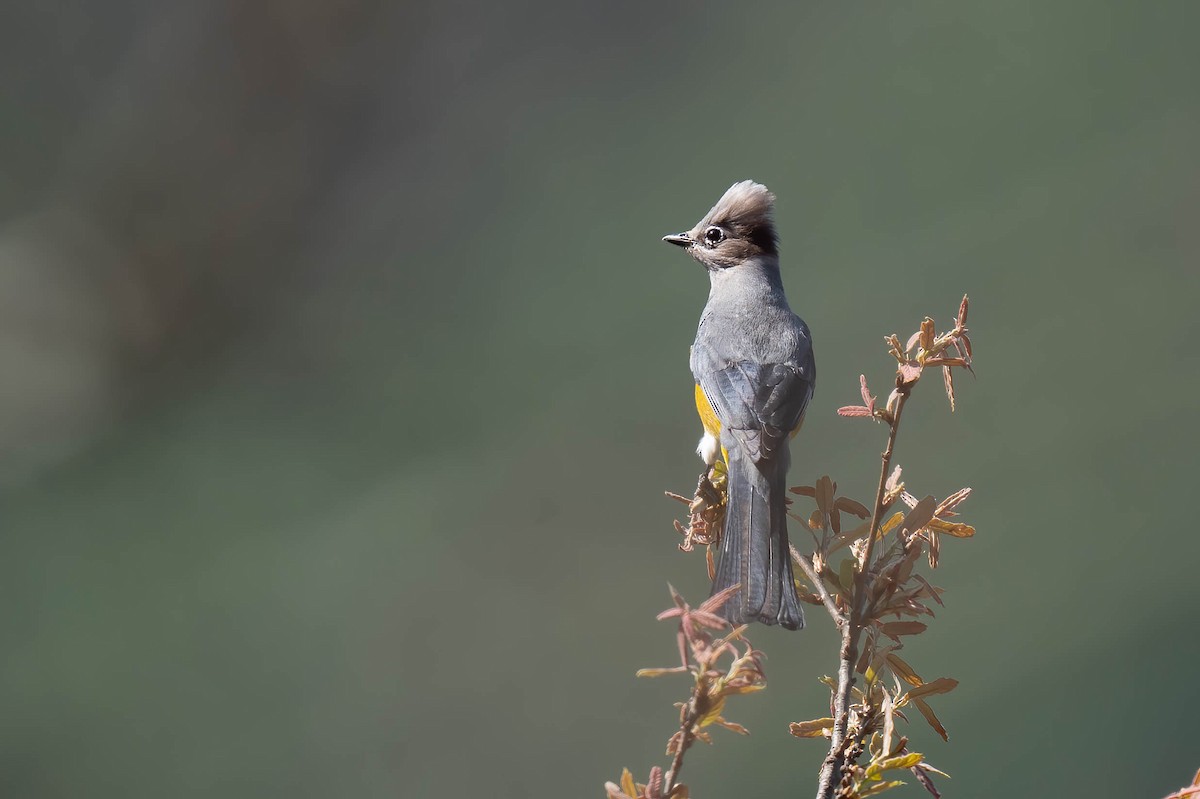 Gray Silky-flycatcher - ML636752967