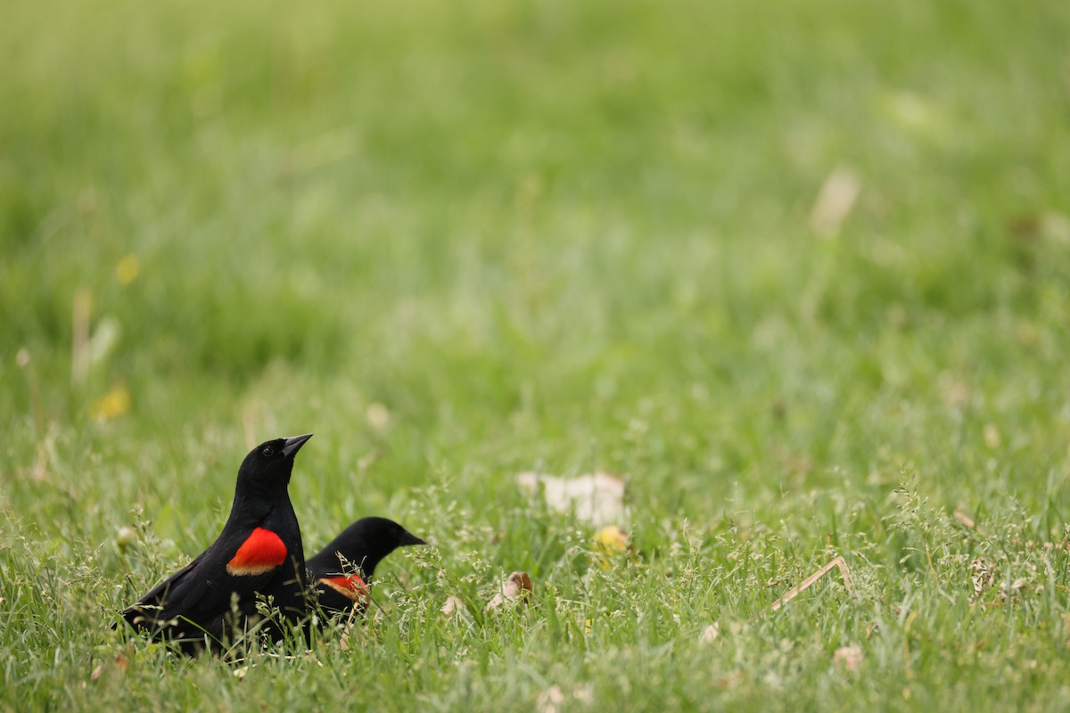 Red-winged Blackbird - ML636752996
