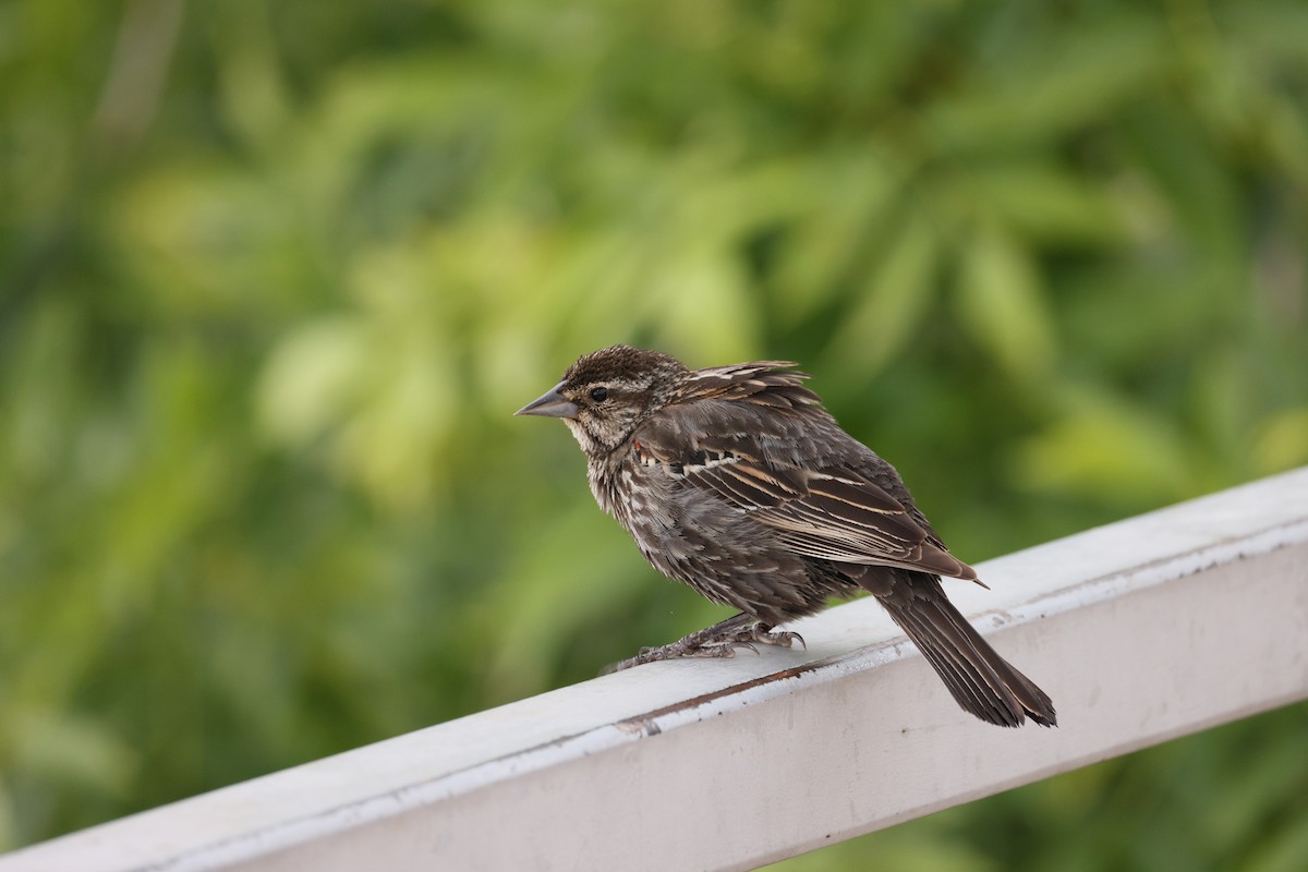 Red-winged Blackbird - ML636753013