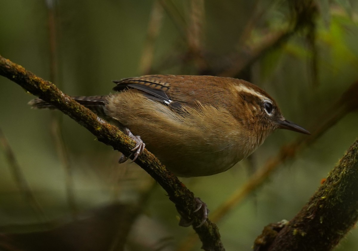 Mountain Wren - ML636753058