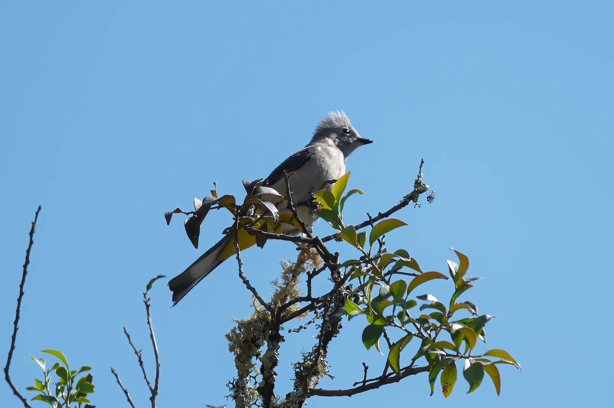 Gray Silky-flycatcher - ML636753066