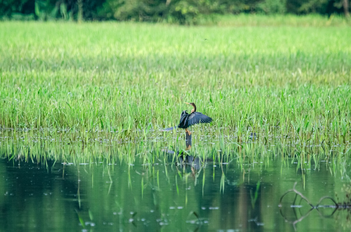 Anhinga - ML636753080