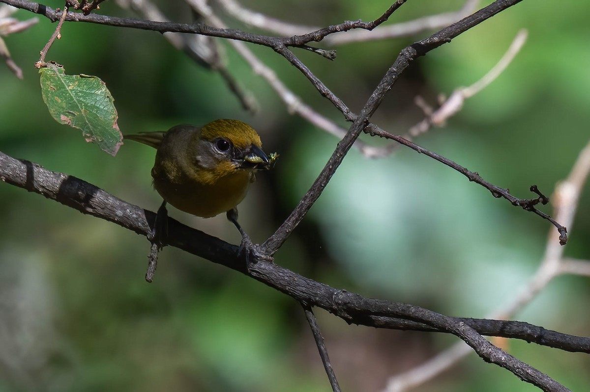 Red-headed Tanager - ML636753135