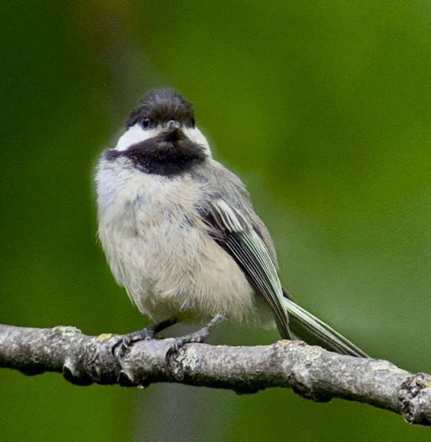 Black-capped Chickadee - ML636753139