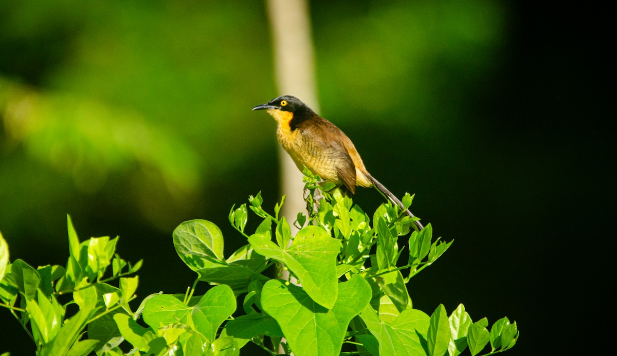 Black-capped Donacobius - ML636753141