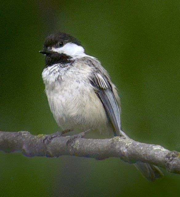 Black-capped Chickadee - ML636753146