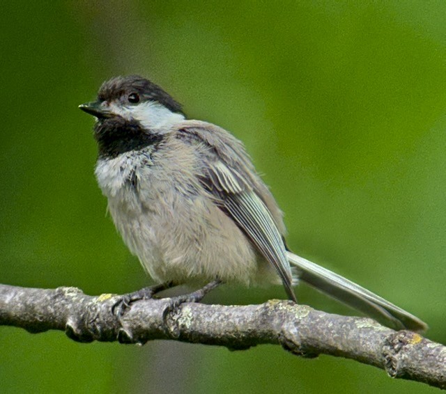 Black-capped Chickadee - ML636753147