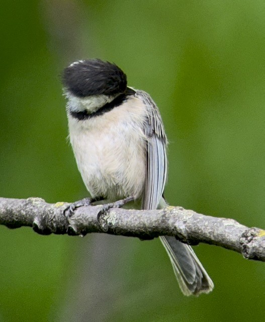 Black-capped Chickadee - ML636753148